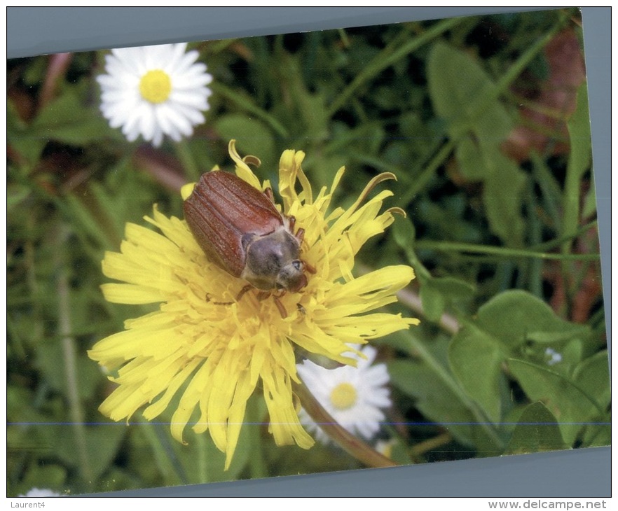 (333) Animal - Insect On Flower - Insects