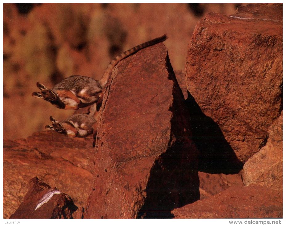 (836) Australia - Rock Wallibies (Kangaroo) - Outback