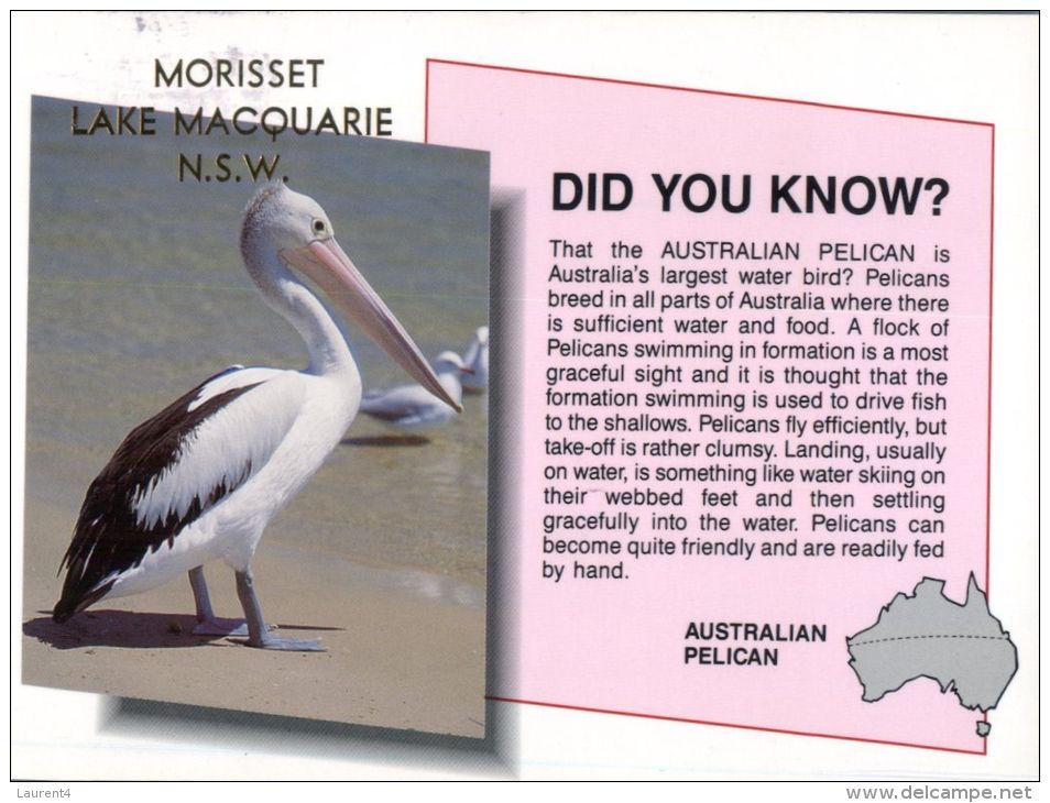 (836) Australia - Pelican - Did You Know - Outback