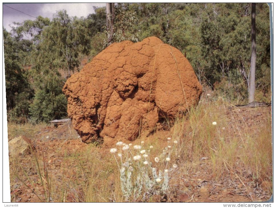 (836) Australia - QLD - Termite Mounds - Atherton Tablelands