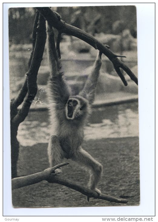 Paris - Parc Zoologique Muséum  - Zoo De Vincennes : Gibbon à Mains Blanches N° 334 - Parchi, Giardini