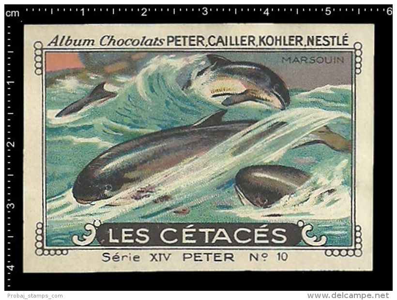 Old Original Swiss Poster Stamp (cinderella, Label) Marine Mammals - Dolphin, Porpoise,marsouin ,Tümmler,Schweinswale - Dolphins