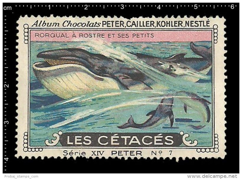Old Original Swiss Poster Stamp (advertising Cinderella, Label) Marine Mammals, Whale, Walfisch,  Baleine - Wale