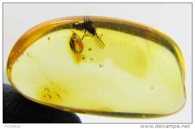 FUNGUS GNAT IN BALTIC AMBER GENUINE INSECT IN AMBER C48 - Archéologie