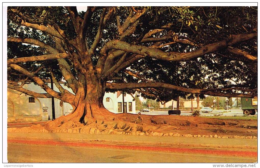 Carte Postale  MORETON BAY FIG TREE Planté à Santa Barbara En 1877 - Santa Barbara