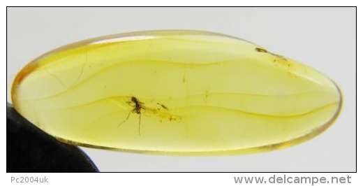 MIDGE IN BALTIC AMBER GENUINE INSECT IN AMBER C53 - Archeologia