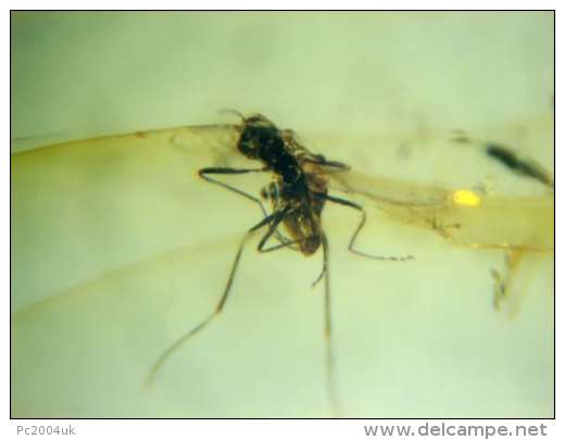 MIDGE IN BALTIC AMBER GENUINE INSECT IN AMBER C53 - Archeologia