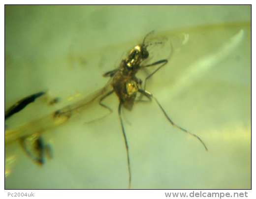 MIDGE IN BALTIC AMBER GENUINE INSECT IN AMBER C53 - Archeologia