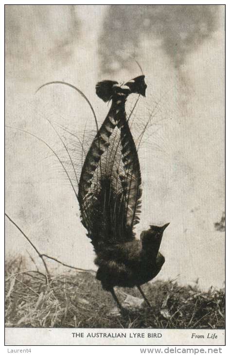 (669) Very Old Postcard - Carte Ancienne - Australia - Lyre Bird - Outback