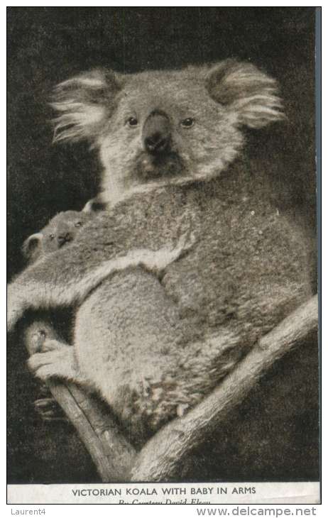 (669) Very Old Postcard - Carte Ancienne - Australia - Victoria Koala & Baby - Outback