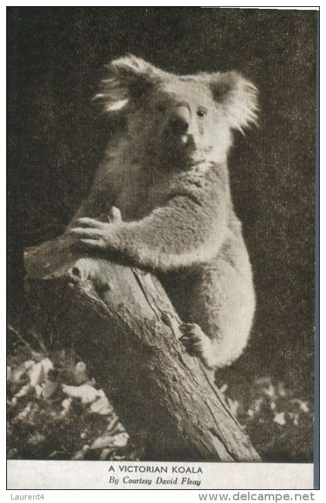 (669) Very Old Postcard - Carte Ancienne - Australia - Victoria Koala - Outback
