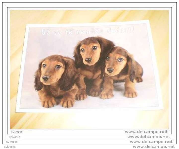 Hund Dog  Postkarte Dachshund Dackel Teckel - Hunde