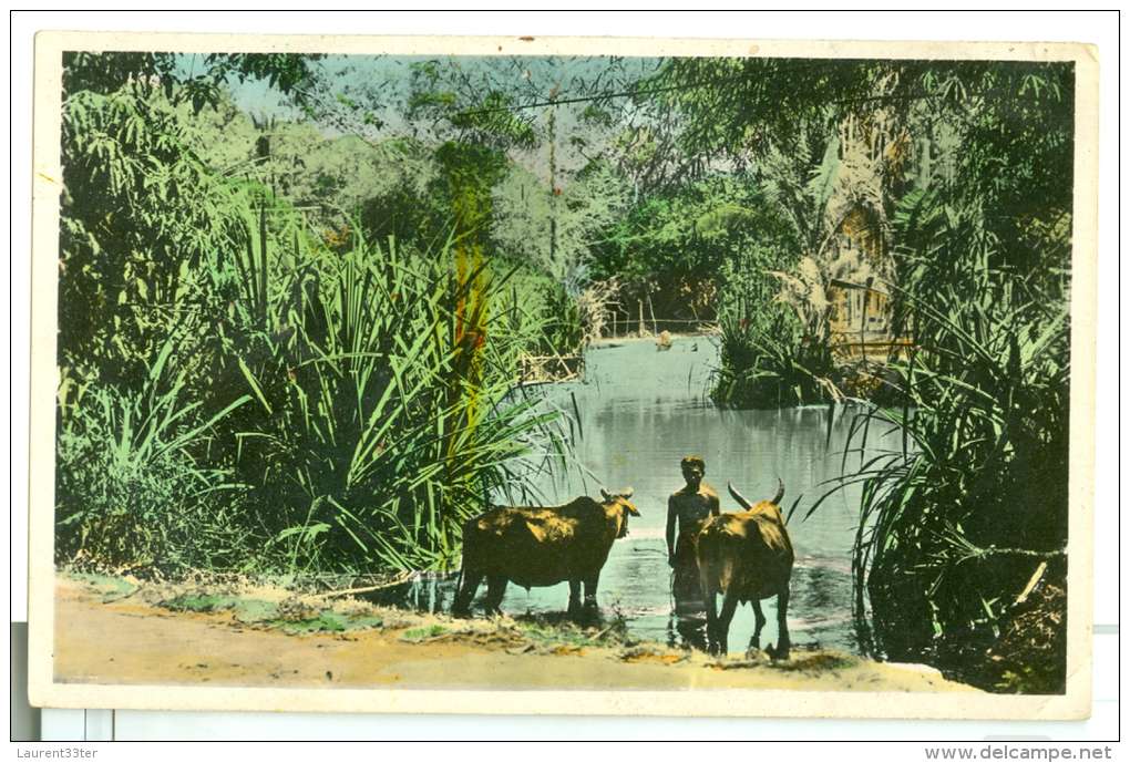 Cambodge Battambang Bord De Rivière à Siem Réap Boeufs Et Bambous - Kambodscha