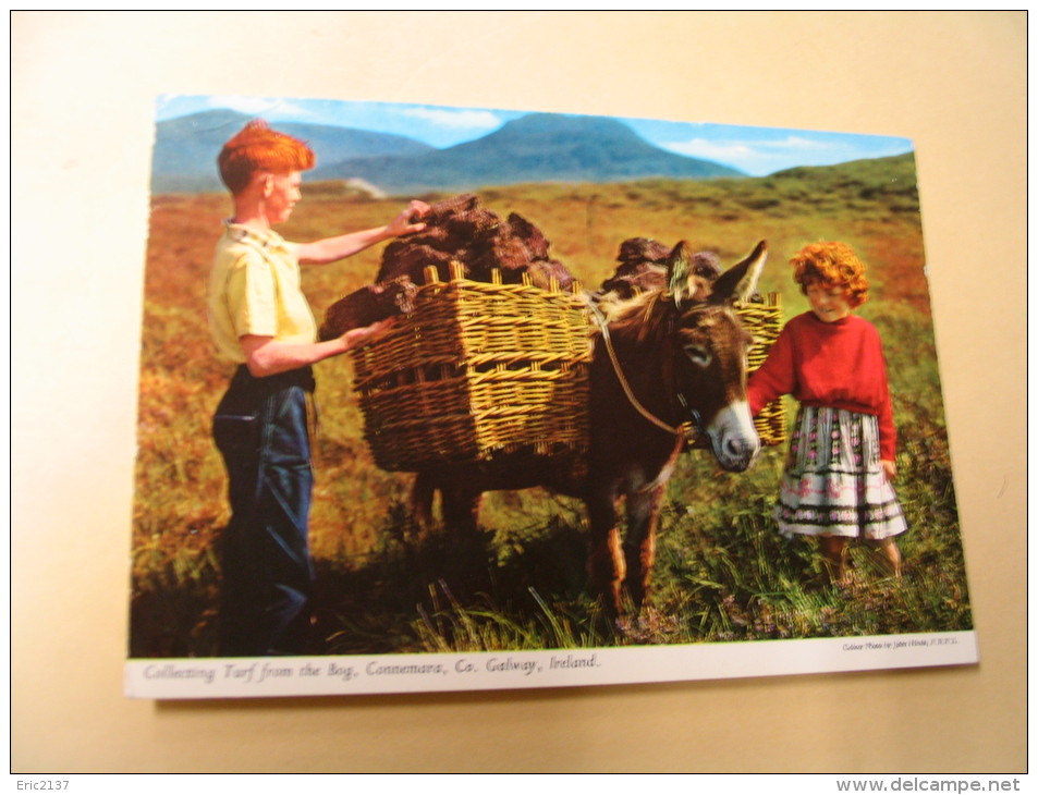 Jeunes Enfants...ramassant  ??...CONNEMARA. - Galway