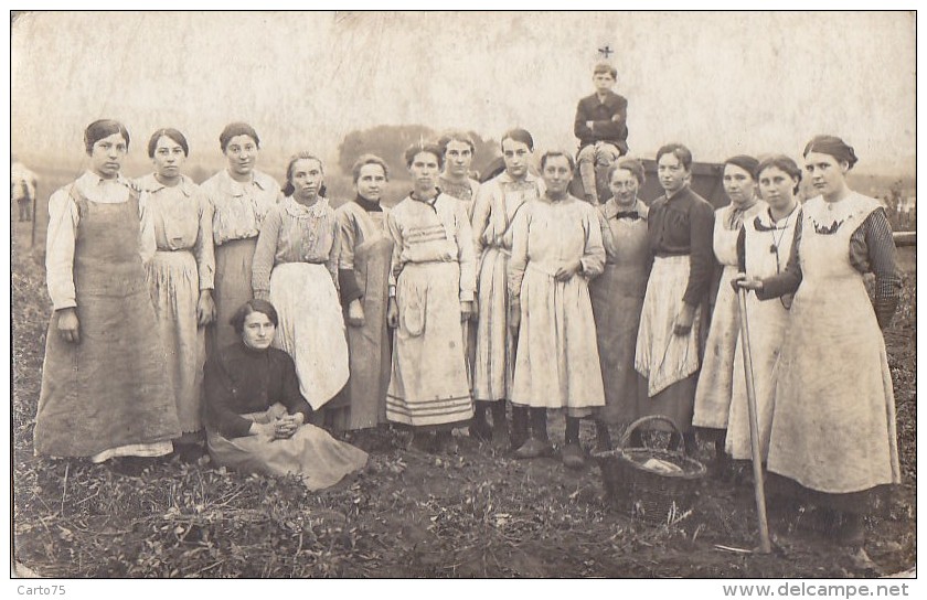 Agriculture  - Carte-Photo -  Groupe Femmes - Ramassage Pommes De Terre ? - Cultures