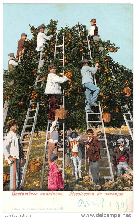 Espagne  Andalousie   Recolte Des Oranges - Sonstige & Ohne Zuordnung