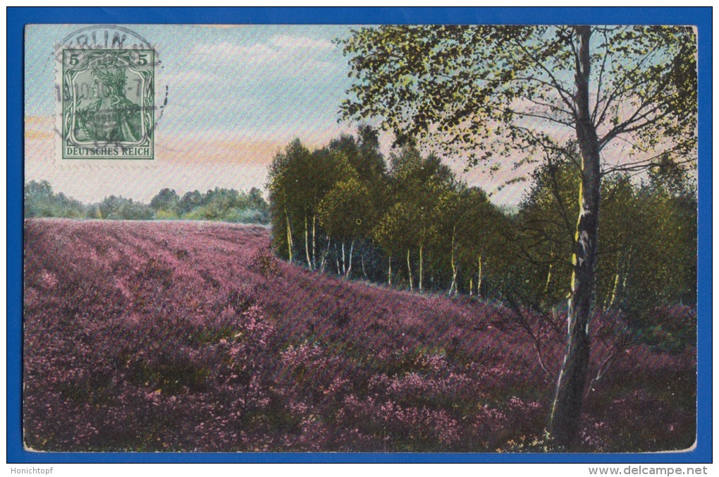 Deutschland; Lüneburger Heide; Birkenmotiv Bei Wienhausen Celle; 1910 - Lüneburger Heide