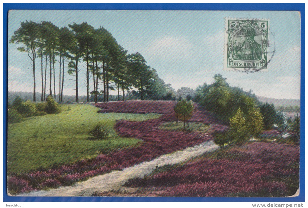 Deutschland; Lüneburger Heide; Kieferngruppe Bei Undeloh; 1910 - Lüneburger Heide