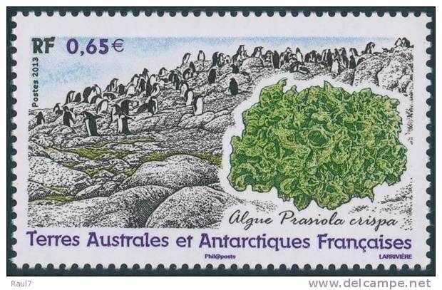 T.A.A.F. // F.S.A.T. 2013 - Faune Et Flore, Algue, Pingouins - 1v Neufs // Mnh - Unused Stamps