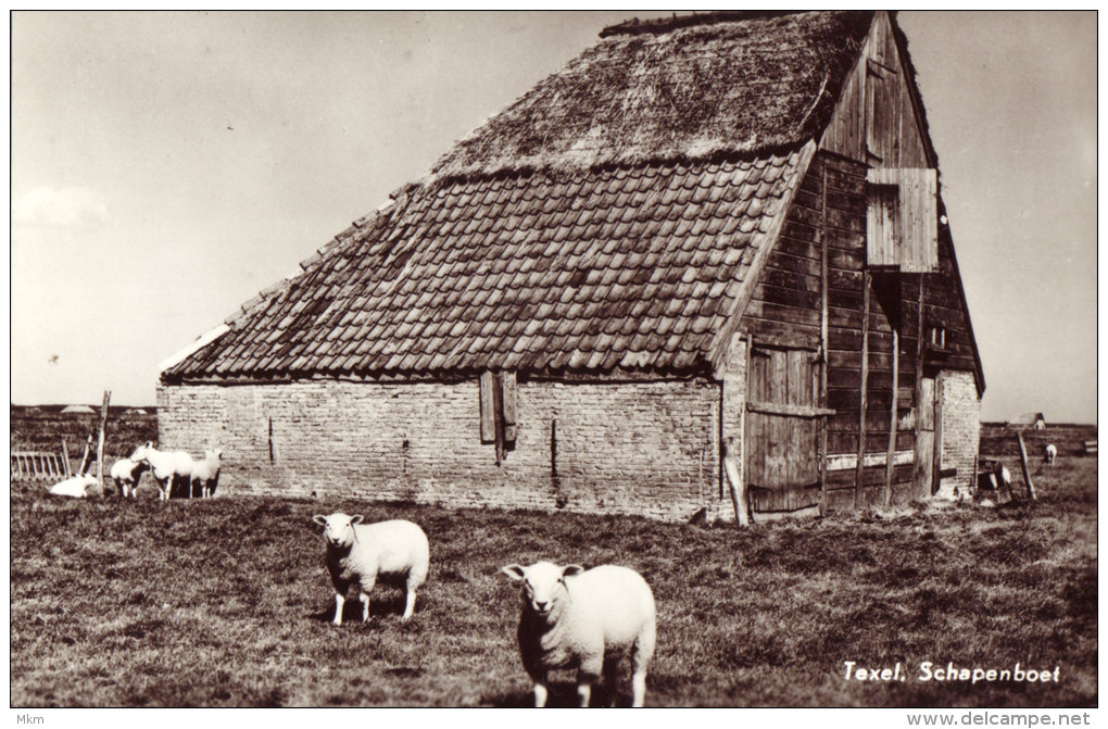 Schapenboet - Texel