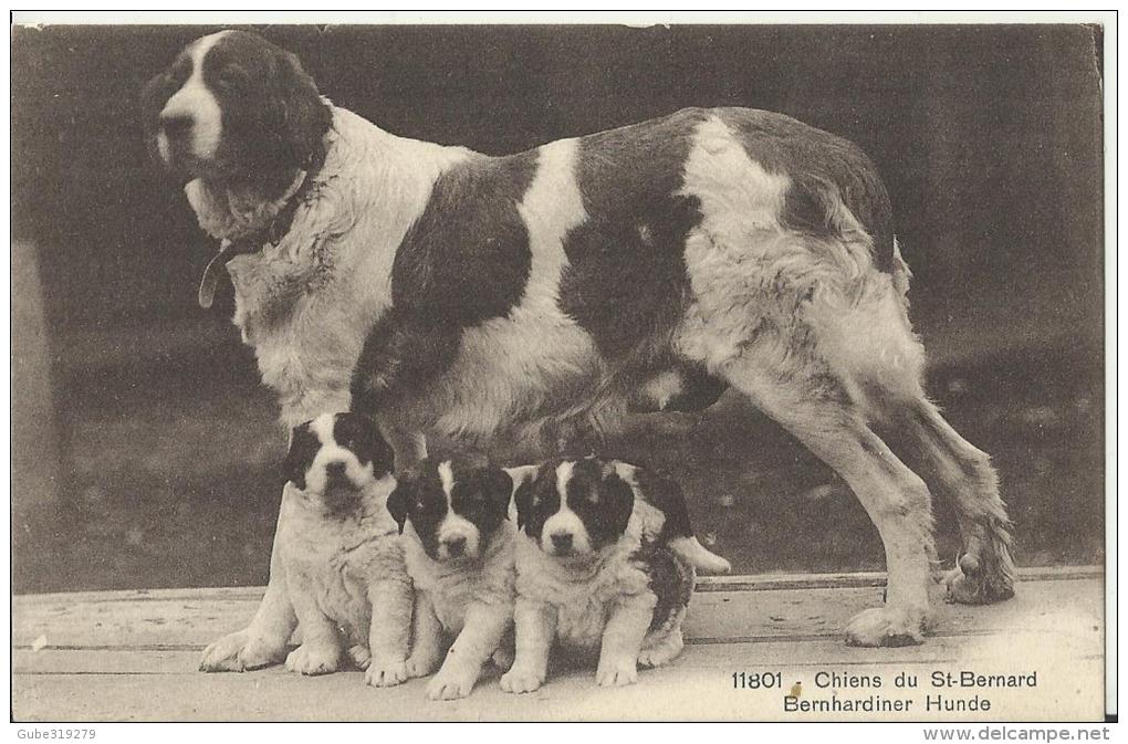 SWITZERLAND - POSTCARD - ANIMAUX - CHIENS:SAINT BERNARD-BERNHARDINER HUNDE  (DES 1) - NOT SHINING - NEW RE2633  PHOTOTYP - Dogs
