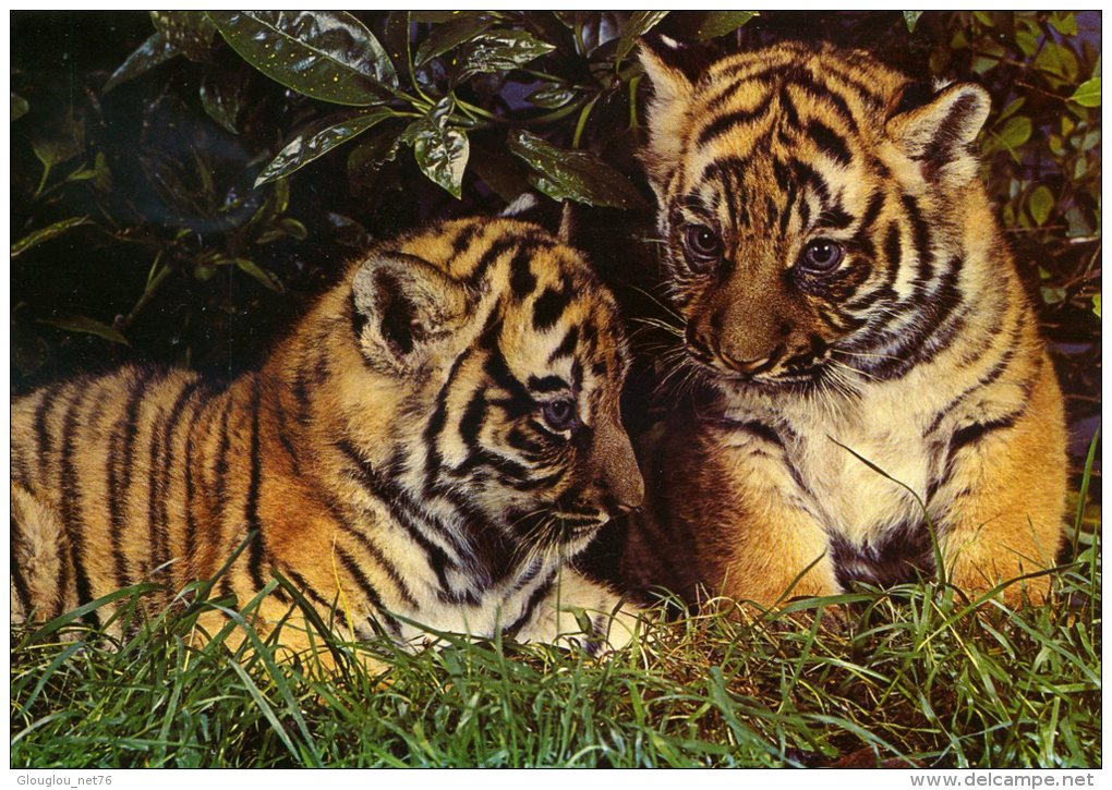 PETITS TIGRES DU BENGALE NES A THOIRY. ....CPM - Tigers
