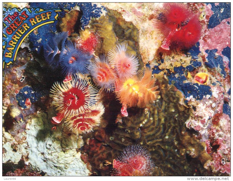 (958) Australia - QLD - Corail - Coral - Great Barrier Reef