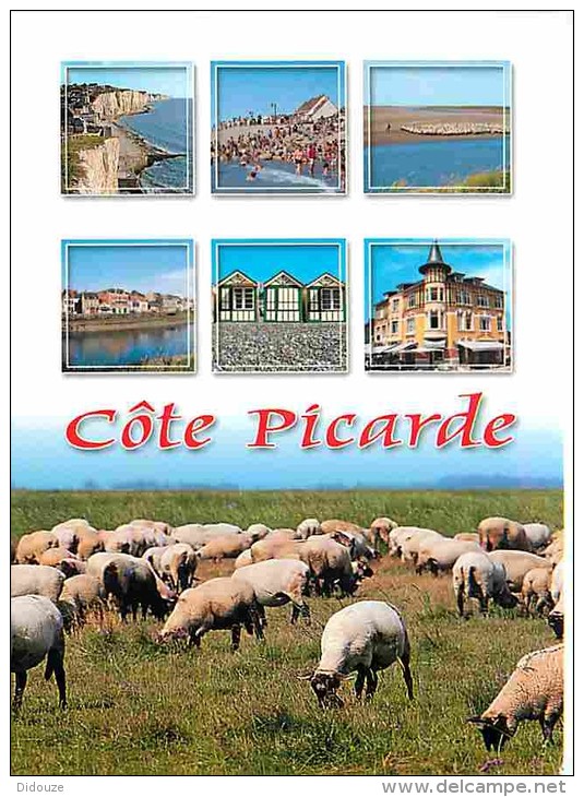 80 - Somme - Cote Picarde - Multivues - Moutons - Voir Scans Recto-Verso - Autres & Non Classés
