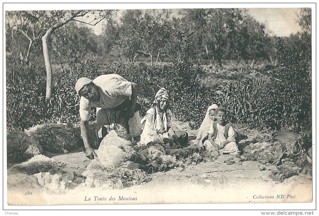 Cpa: ALGERIE La Tonte Des Moutons (Métier) 1904 ND N° 280 - Métiers