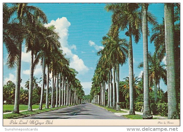 Florida Fort Myers Royal Palms Line Beautiful Mcgregor Boulevard - Fort Myers