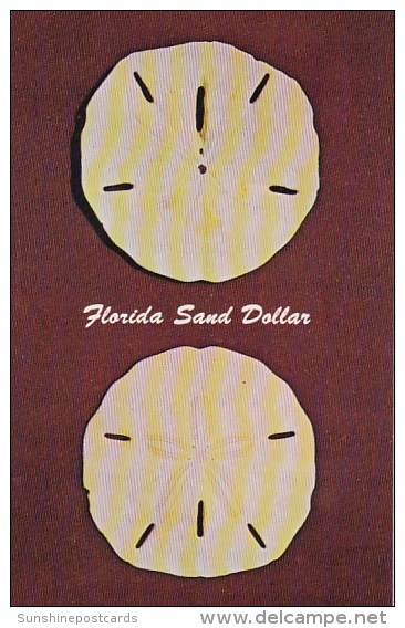 Florida Bradenton Florida Sand Dollar The Sand Dollar Or Holy Ghost Shell - Bradenton