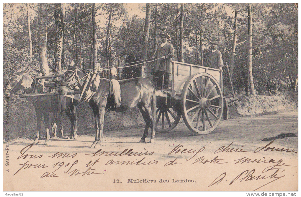 SUPERBE ATTELAGE. MULETIER DES LANDES. CPA PRECURSEUR 1905. ÂNES MULES. - Attelages