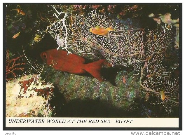 RED SEA Underwater World Egypt Big Eye Goggle Eye Published By Fine Zoom Alexandria - Alexandria