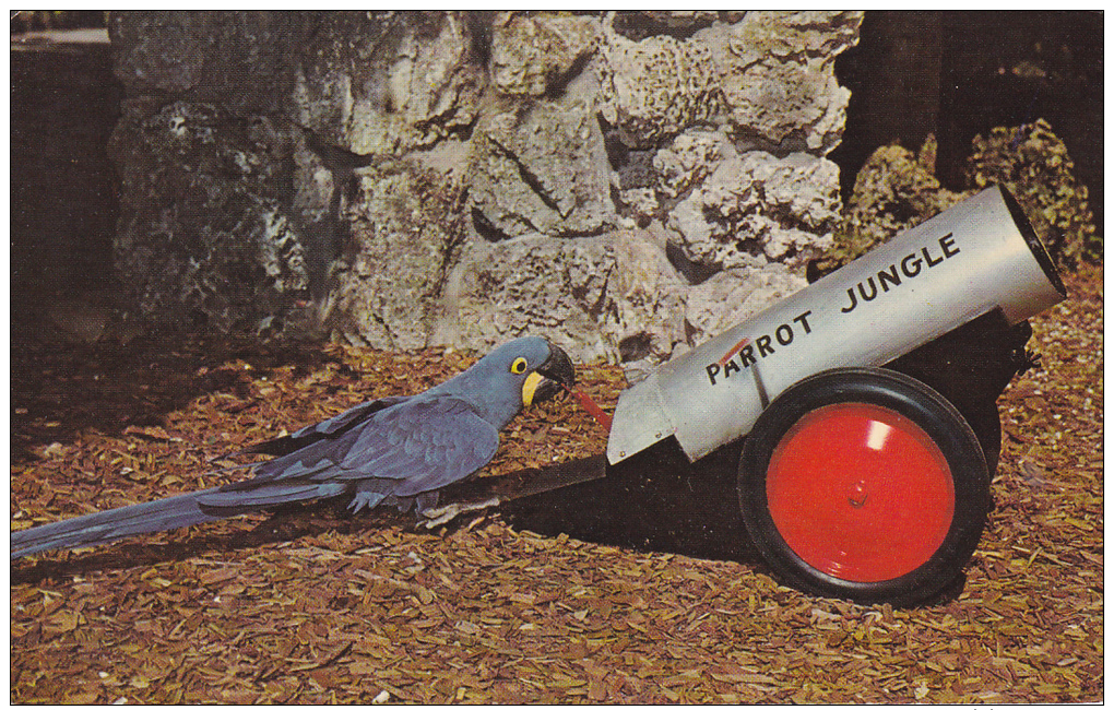 "Jacky" Performing Macaw, Miami's Beautiful Parrott Jungle, Miami, Florida, United States, 40-60´s - Miami