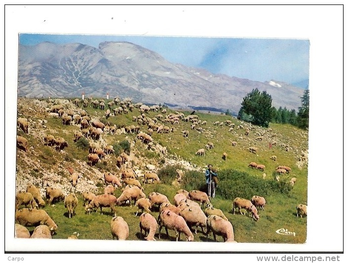 SAINT-ETIENNE-EN-DÉVOLUY. - Les Moutons, Le Berger Et Son Chien. - Saint Etienne En Devoluy