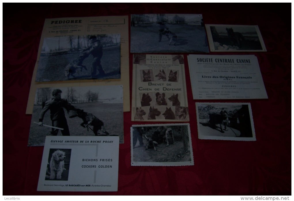 DOSSIER  ET PHOTO SUR LE BOUVIER DES FLANDRE  ° - Diploma & School Reports