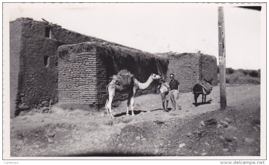 MAROC,MOROCCO,FRANCE AFRIQUE,TAZA,1950,TIFINAGH,TAZA EL HOCEIMA TAOUNATE,HOMME D´AFFAIRE,CHAMEAU,photo Ancienne - Places