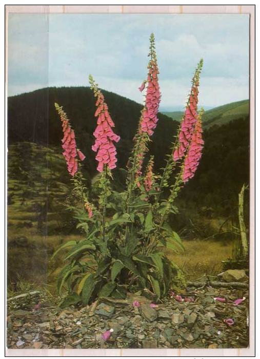 Fingerhut - Digitalis - Giftige Pflanzen