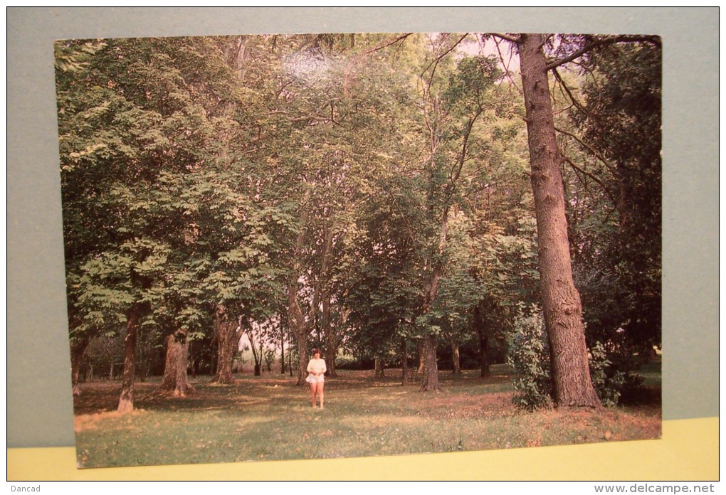 LE LUC EN PROVENCE - MAISON DE REPOS ET DE CONVALESCENCE - ARBRES -(Chateau De Pioule) - Le Luc