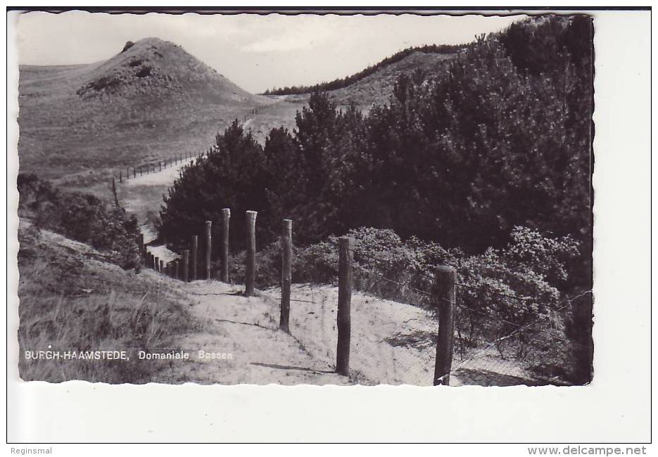 Burgh - Haamstede, Dominiale Bossen,  Ca. 1963 - Sonstige & Ohne Zuordnung