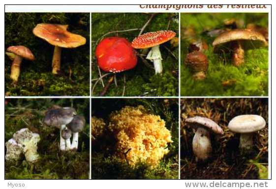 Champignons Des Resineux, Tricholome, Amanite,sparasis,cortinaire - Otros & Sin Clasificación