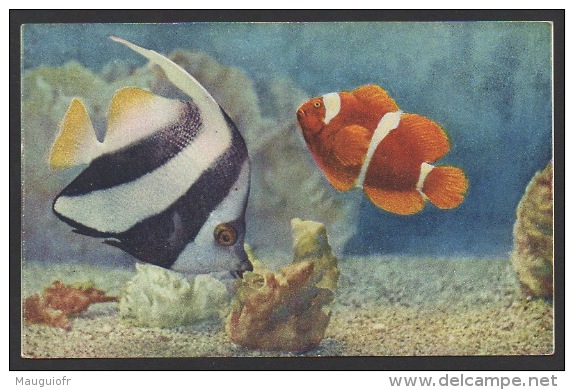 DF / MONACO / LE MUSÉE OCÉANOGRAPHIQUE / AQUARIUM / POISSONS DES MERS TROPICALES - Oceanografisch Museum