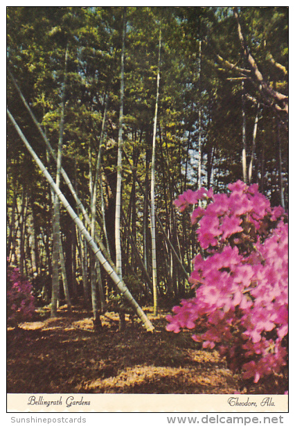 Chinese Bamboo Bellingrath Gardens Theodore Near Mobile Alabama - Mobile