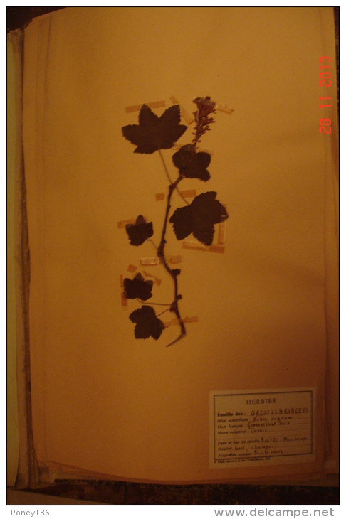 Herbier Origine Vendée Et Alentours .1961.87 Planches Anotées .28X45,4 Cms . - Collections