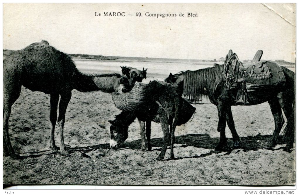 N°35656 -cpa Maroc -compagnons De Bled- - Autres & Non Classés