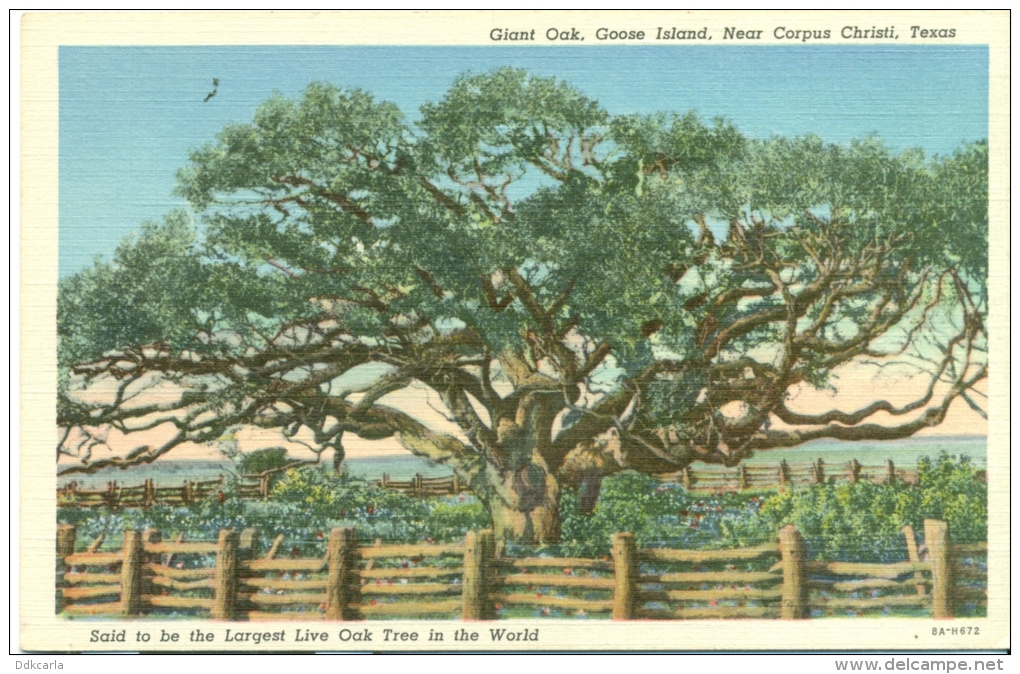 Texas - Near Corpus Christi - Goose Island - Giant Oak - Largest Live Oak Tree In The World - Corpus Christi