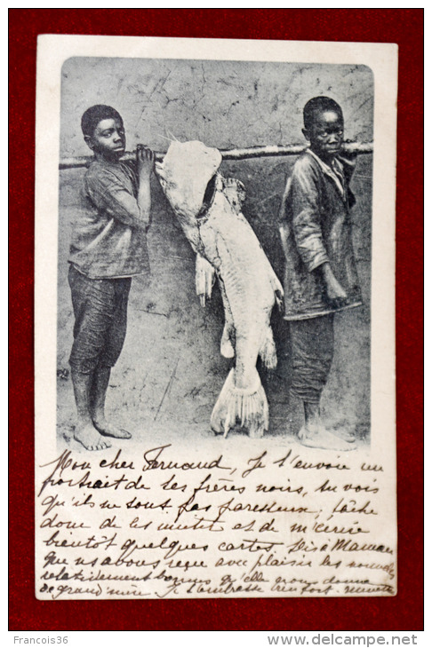 Congo Belge Zaire : Carte De 1899 : Jeunes Garçons Africains / Noirs &amp; Poisson Géant Big Fish - Pêcheurs Pêche Fishi - Congo Belge