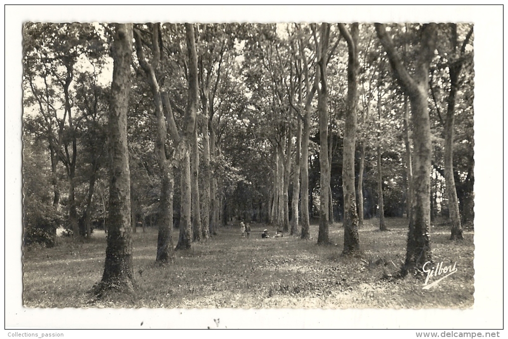 Cp, 17, Ile D'Oléron, "Les Tricoles", Dans Le Parc, L'Allée Des Platanes, Voyagée 1957 - Ile D'Oléron