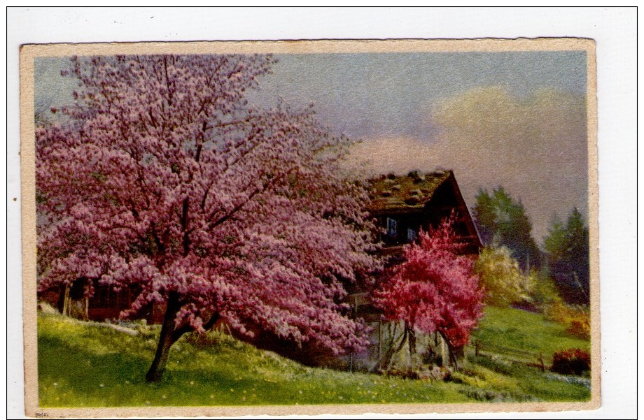 CPA/AD627/PAYSAGE DE CAMPAGNE ARBRES EN FLEURS - Autres & Non Classés