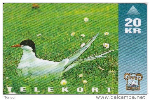 Faroe Islands, OD-006, Arctic Tern, Bird, Only 15.000, 2 Scans.   Please Read - Färöer I.